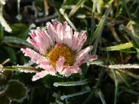 Gänseblümchen_0023.webp