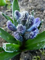 Hyazinthe_0004.webp