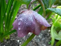Lenzrose_0006.webp