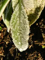 Morgenreif_0037.webp