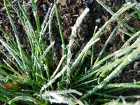 Schnittlauch_0012.webp