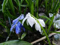 Scilla_0007.webp