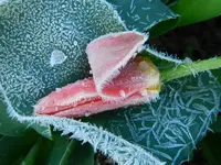 Tulpen_0019.webp