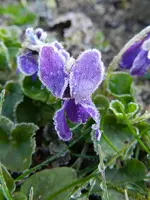 Veilchen_0007.webp