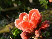 Zierquitte_0008.webp