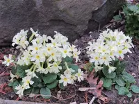 primeln.webp
