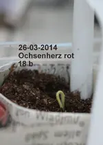 DSC_8719_2014-03-26_Ochsenherz_gestern_mit_kleiner_Keimwurzel_versenkt.webp