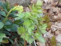 SAM_3283.webp