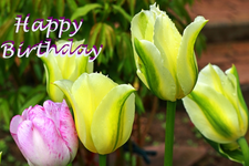 grün_weiss und pinke Tulpe.webp
