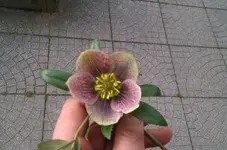 IMAG1795.webp
