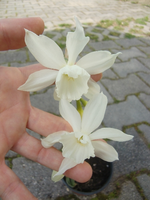 CIMG6366.webp