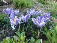 CIMG5998.webp