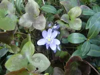 CIMG6153.webp