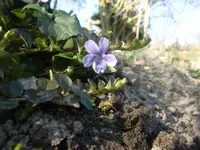 CIMG6235.webp