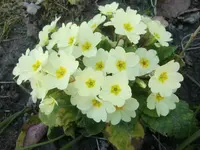 CIMG5981.webp