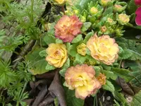 CIMG6407.webp