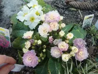 CIMG5970.webp