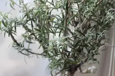 IMG_8505.webp IMG_8505.webp