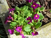 SAM_3307.webp