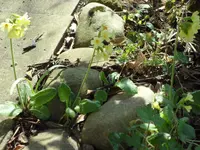 SAM_3306.webp