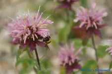 Monarde lila.webp