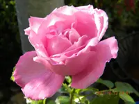 DSCN0960.webp