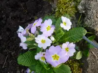 P1110758.webp