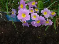 P1110757.webp