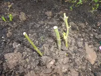 P1110755.webp