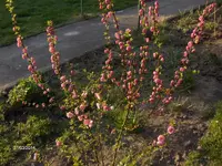 HPIM0337.webp