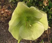 IMG_4600A.webp