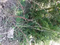 P1070617.webp