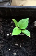 rocotoBolEnomous.webp