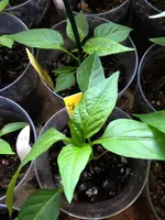 chilis.webp