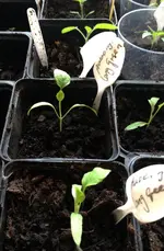 Aubergines.webp