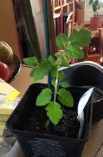 currantSweetPea.webp