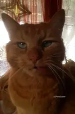 strietzi44.webp