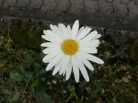 CIMG7034.webp