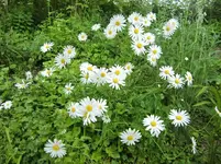 CIMG5508.webp