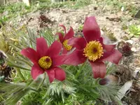 CIMG6577.webp