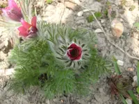 CIMG6583.webp