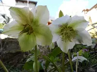 Schwarze Nieswurz1.webp