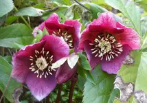 rosaLenzrose.webp