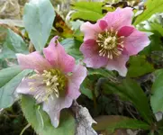 rosaLenzrosehell.webp