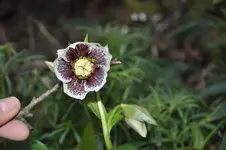 17736090rx.webp
