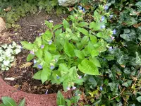 Lungenkraut (2).webp