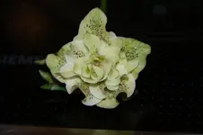 DSC01016.webp