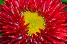 DSC_0107.webp