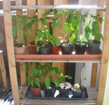 Warten-Chilis 2013.webp