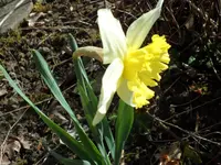 SAM_3314.webp